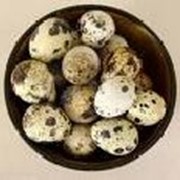 Яйца перепелиные опт. оптовые поставки перепелиных яиц. фото