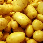 Продам картофель оптом от производителя, количество ограничено! фото