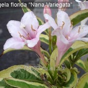 Вейгела цветущая Nana Variegata фотография