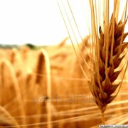 Пшеница фураж и 5 класс фото
