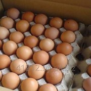 Яйцо куриное С-1 фотография