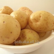 Картофель семенной Зекура первой репродукции фотография