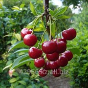 Саженцы вишни Алтайская ласточка (бирка №11) фото