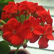 Семена цветов пеларгонии зональной 0,04 г. красный фотография