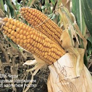 Семена кукурузы фуражной СИ ДИЛВЭН ФАО 210 фото