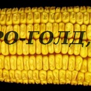 Посевной материал кукуруза гибриды. фото