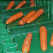 Полиуретановые ленты для пищевой промышленности (PU)