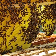 Развитие пчеловодства. фото