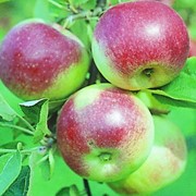 Осенний сорт яблок Уэлси фото