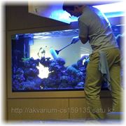Обслуживание аквариумов в Алматы. фотография