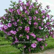 Гибискус Hibiscus syr. Ardens обхват ствола 30-40