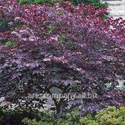 Церцис Cercis canadensis Forest Pansy 120 – 140