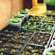 Семена комнатных растений фотография