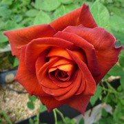 Французская роза Кофе брейк фотография