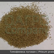 Тимофеевка луговая (Phleum pratense)