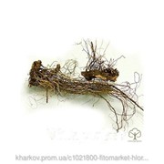 Левзея сафлоровидная (Маралий корень, Rhaponticum carthamoides) корневища 100 грамм фото