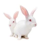 Маточное поголовье кроликов гибрид - Hyplus фотография
