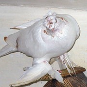 Узбекский бойный голубь фото