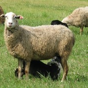 Овцы курдючные кавказские фотография