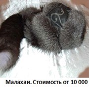 Малахай, тумак, шапка из лисы и чернобурки фотография