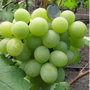 Саженцы винограда Валек фото