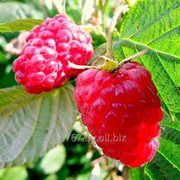 Саженцы ягодных кустарников малина Бальзам фотография