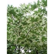 Клен остролистый ф.“Drummondii“ (Acer platanoides f.“Drummondii“) фото