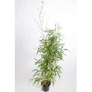 Саженцы гигантского морозостойкого бамбука: Бамбук Phyllostachys vivax 'Aureocaulis' фото
