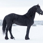 Лошади фризской породы Emer fan Buuren`s Hynsteblom фото