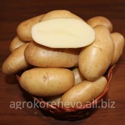 Семенной картофель с. Фрителла (суперэлита) фотография