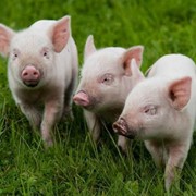 Комбикорма для свиней фотография