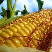 Семена кукурузы Хмельницький фото