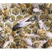 Пчелопакеты породы краинка (F1) фото
