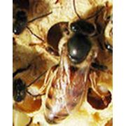 Пчеломаток породы Карпатка фотография