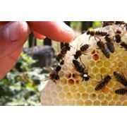 Пчеломатки “Карпатка“ фото