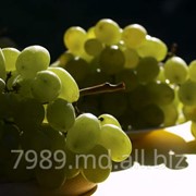 Столовый виноград в Молдове фото