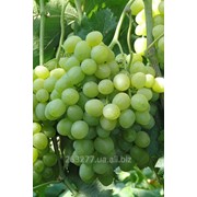 Саженцы винограда Агрус фото
