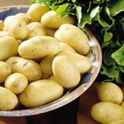 Засухоустойчивый картофель