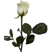 Розы белые