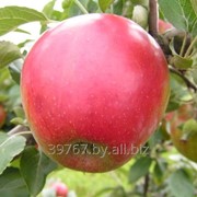 Саженцы яблонь Коваленковское (Красное сладкое) фото
