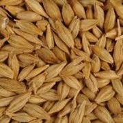 Ячмень зерно на экспорт