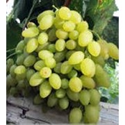 Виноград сорт “Столетие“ фотография