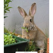 Шкуры кроликов фото