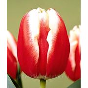Тюльпаны Leen van der Mark фото