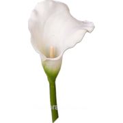 Цветок калла | Калла белая фото