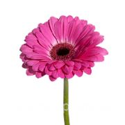 Цветы герберы | Ярко-розовая фотография