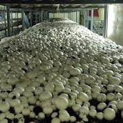 Шампиньоны оптом грибы фотография