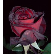 Розы с темнокрасной окраской фото