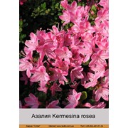 Азалия японская Kermesina rosea