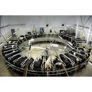 Бизнес-план молочно-товарной фермы фото